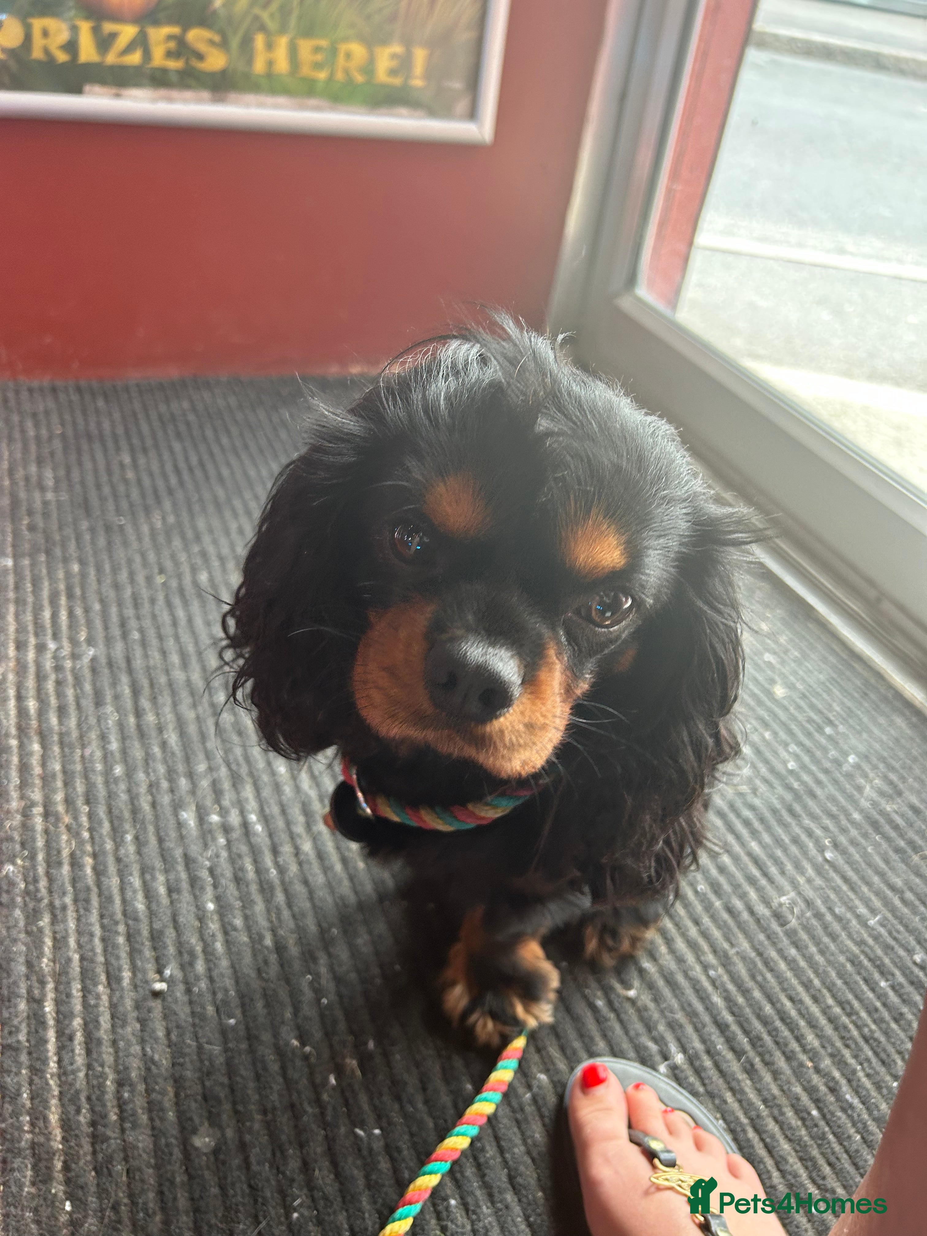 Cavalier King Charles Spaniel dogs Kc Black and Tan small proven cavalier stud  in Barnsley - Advert 13
