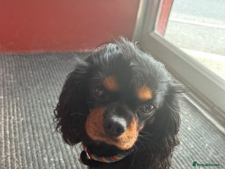 Cavalier King Charles Spaniel dogs in Barnsley - Advert 22