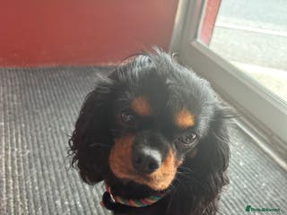 Cavalier King Charles Spaniel dogs Kc Black and Tan small proven cavalier stud in Barnsley - Advert 21