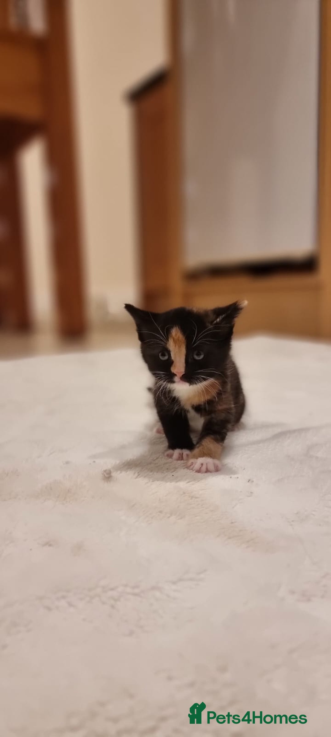 Turkish Angora cats for sale: Luxury Turkish Agora kittens for sale - Advert 8