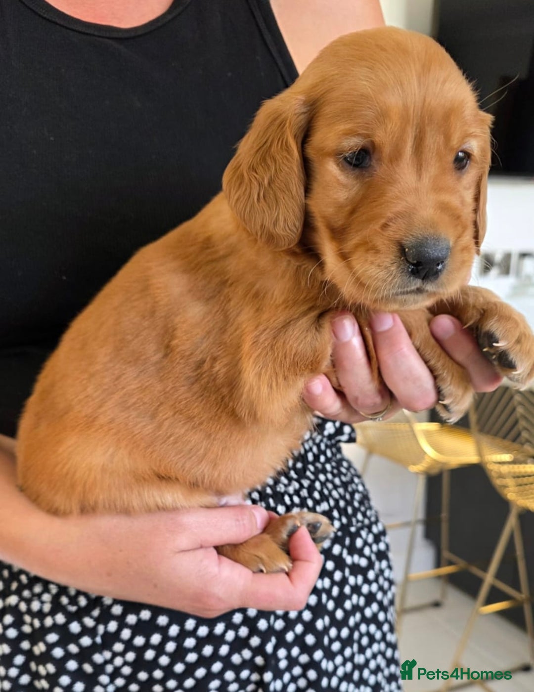 Golden Retriever dogs for sale: Dark Working Golden Retriever puppies  - Image 16
