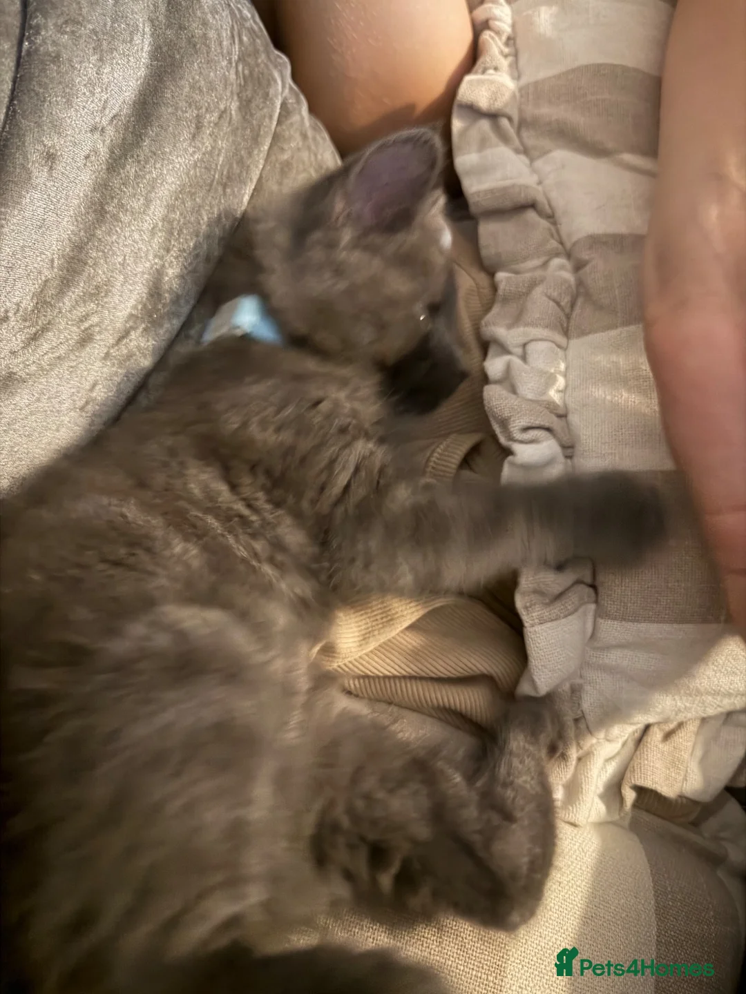 Mixed Breed cats for sale: Beautiful male grey kitten - Advert 1