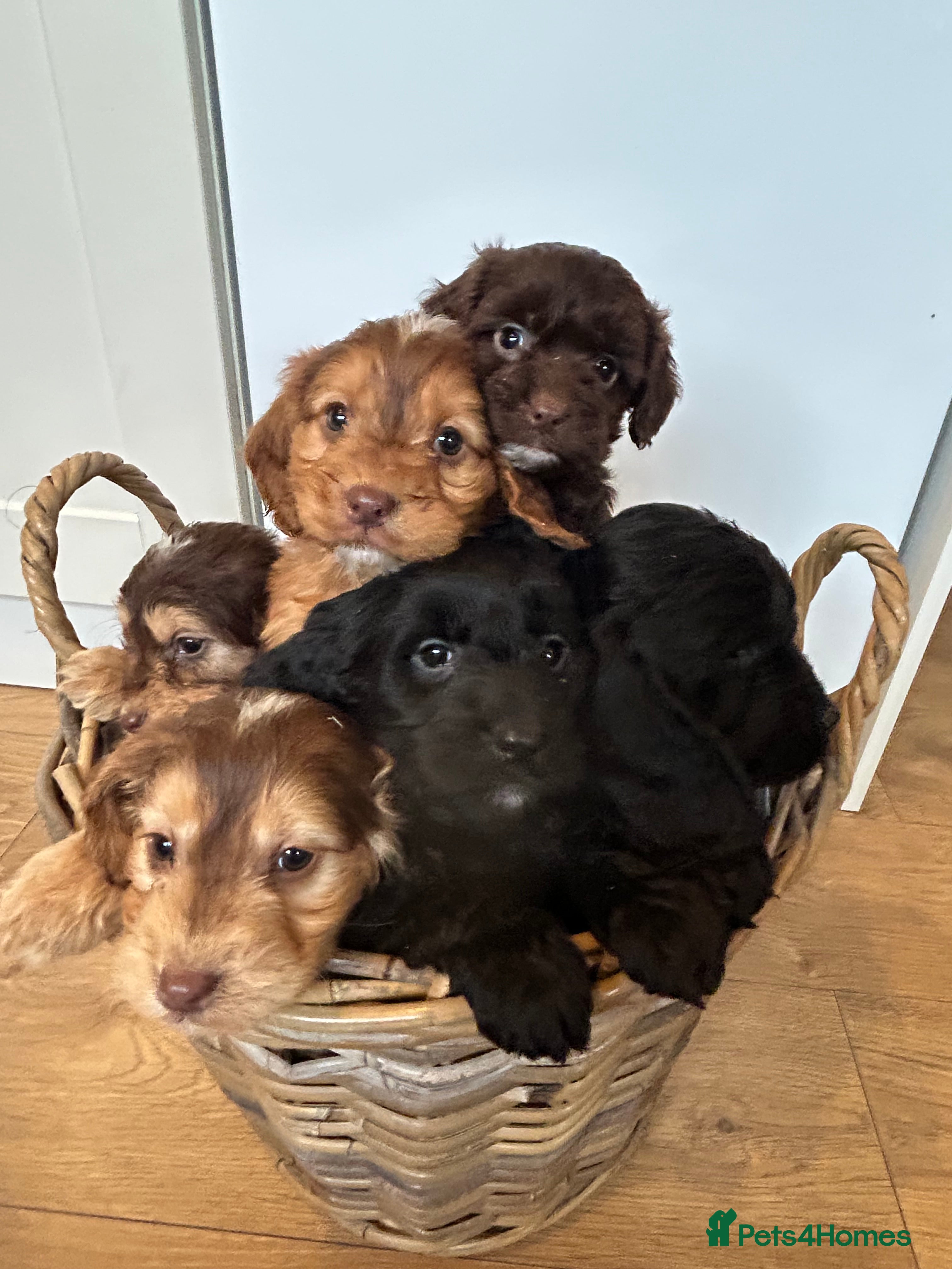 Cockapoo dogs Stunning Cockapoo Puppies  - Advert 17