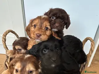 Cockapoo dogs Stunning Cockapoo Puppies - Advert 17