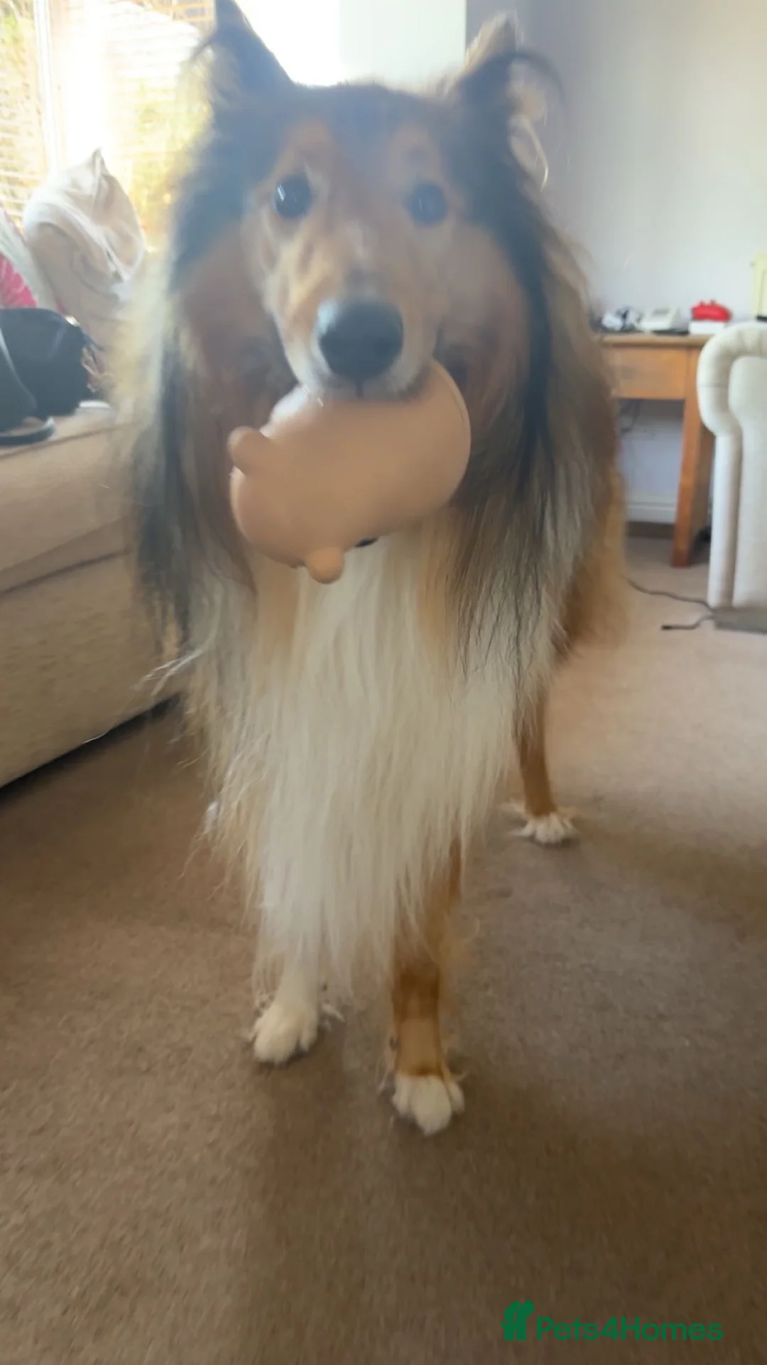 Rough Collie dogs for sale: Beautiful rough collie boy in need of rehoming ❤️ - Advert 4