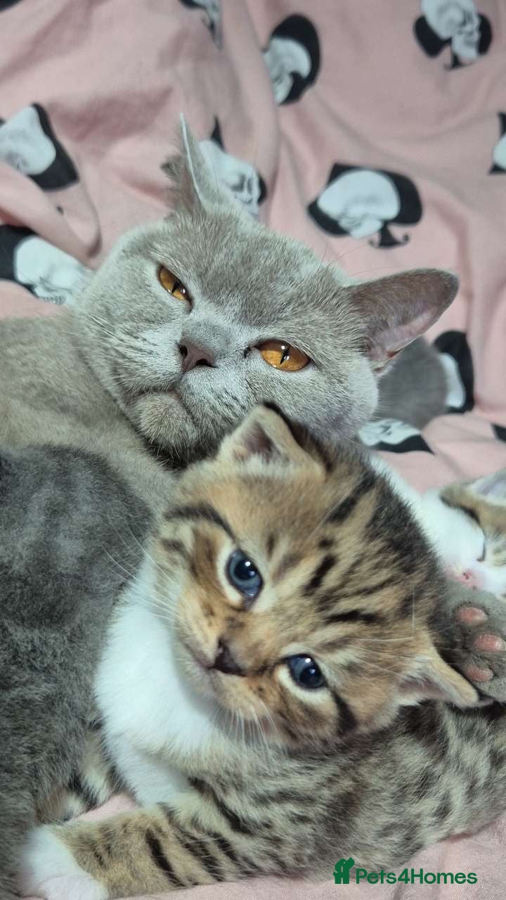 British Shorthair cats British short hairs  - Advert 2