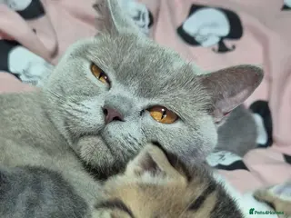 British Shorthair cats British short hairs - Advert 2