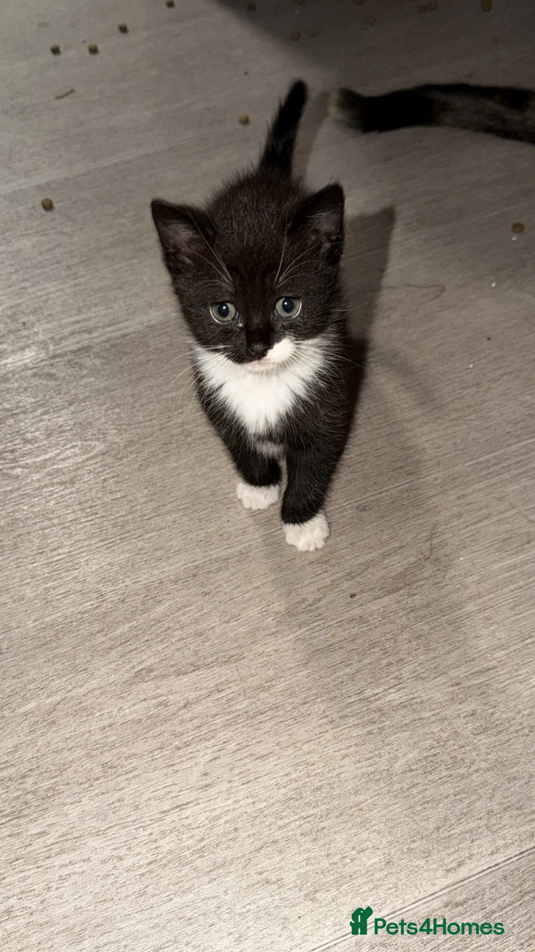Mixed Breed cats for sale: Last female kitten - Advert 2