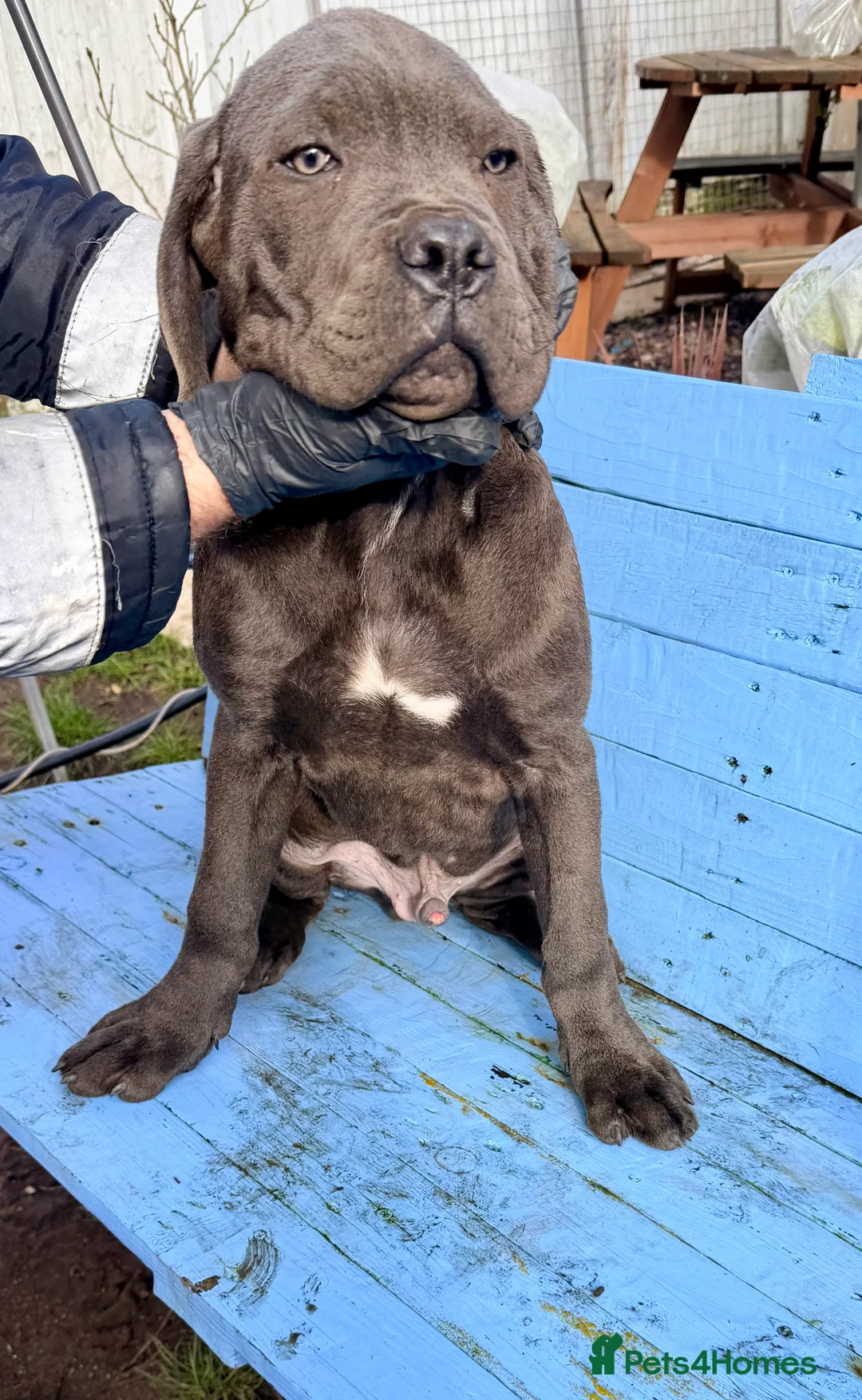Cane Corso dogs for sale: Beautiful Cane Corso puppies available - Advert 10