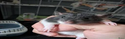 Rat rodents for sale: 10 Beautiful Pet Rats Looking for Forever Homes 🐀 - Advert 10