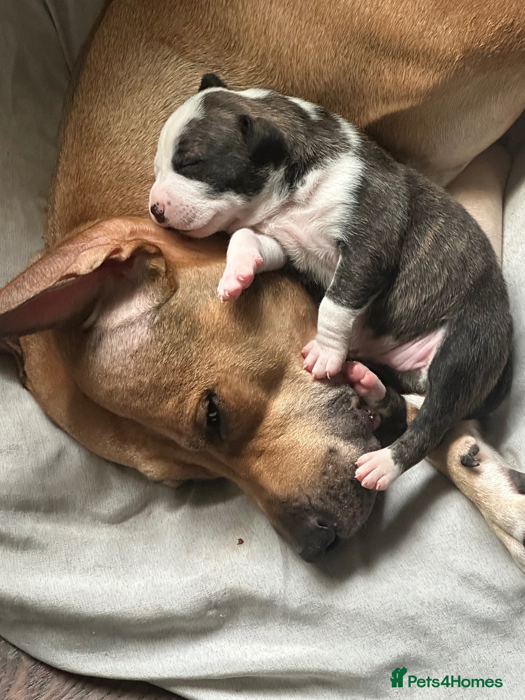 Mixed Breed dogs for sale: Staff x lurcher puppies  - Advert 3