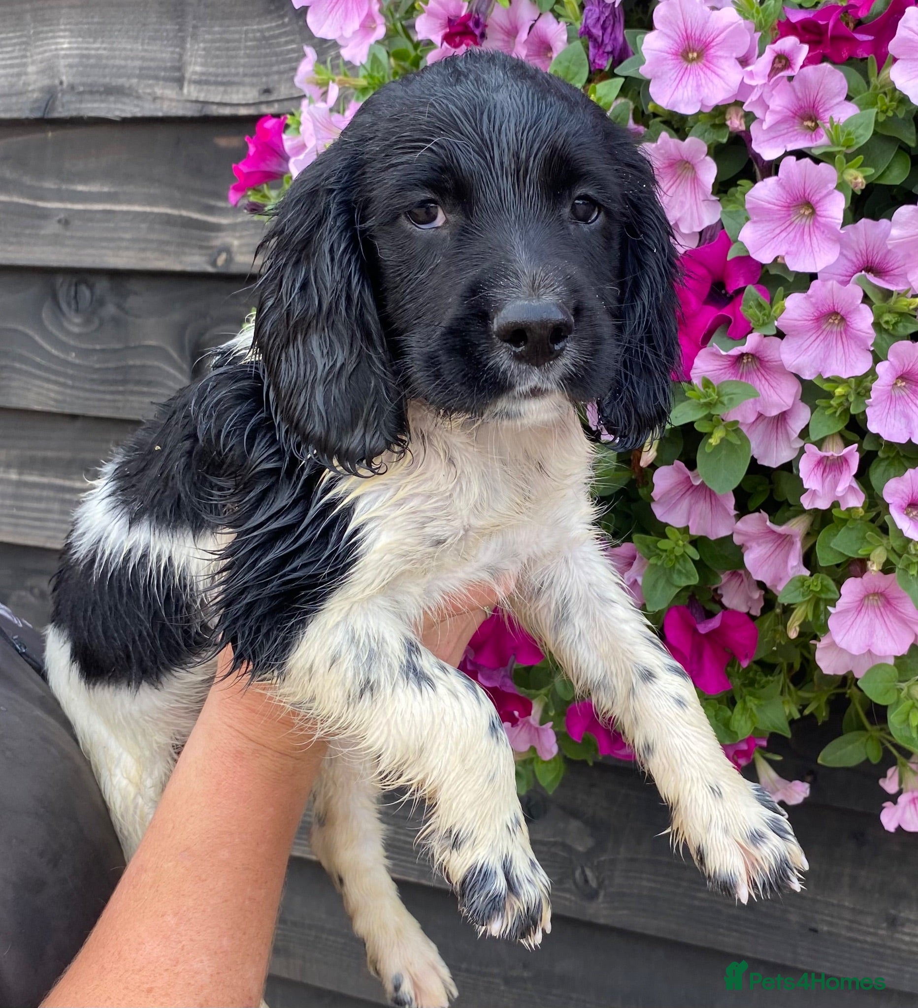 English Springer Spaniel dogs KC Registered Spaniel Puppies - Advert 2