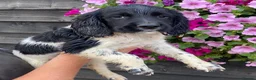 English Springer Spaniel dogs for sale: KC Registered Spaniel Puppies - Advert 2
