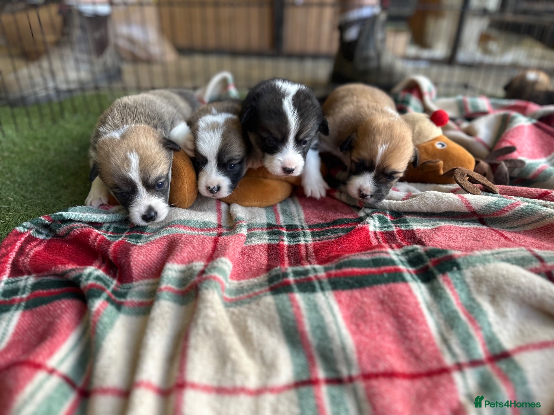 Welsh Corgi Pembroke dogs KC REGISTERED PEMBROKE CORGI PUPS - Advert 16