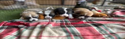 Welsh Corgi Pembroke dogs for sale: KC REGISTERED PEMBROKE CORGI PUPS - Advert 1