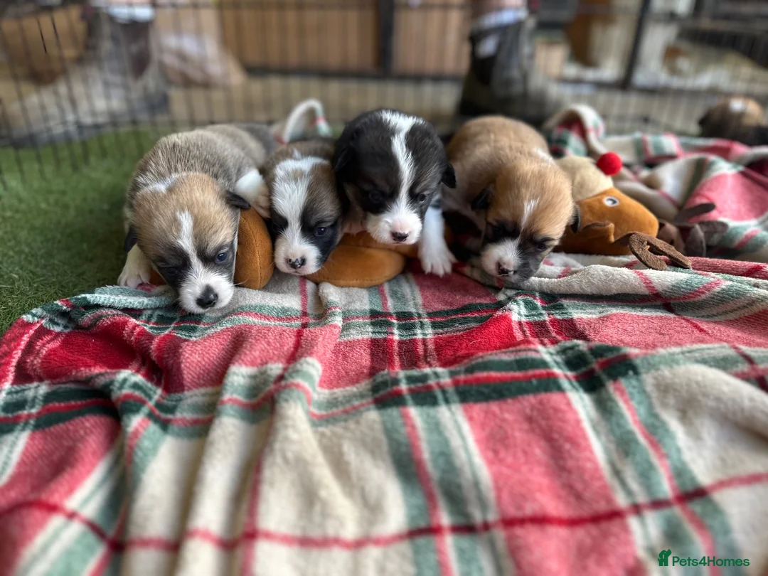 Welsh Corgi Pembroke dogs for sale: KC REGISTERED PEMBROKE CORGI PUPS - Advert 1