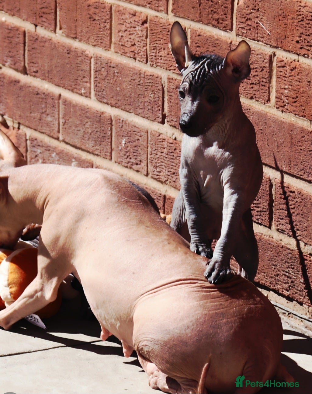 Mexican Hairless dogs Mini size girls  ** naked 1700. - Advert 1