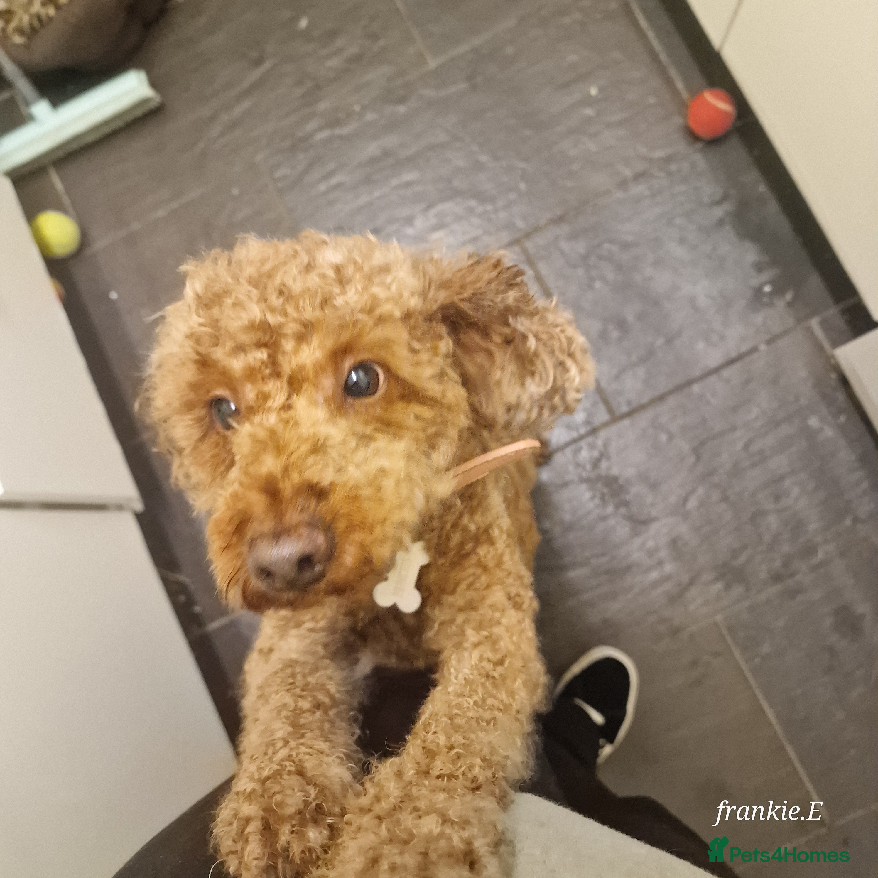 Cockapoo dogs Cocker poo - Advert 1