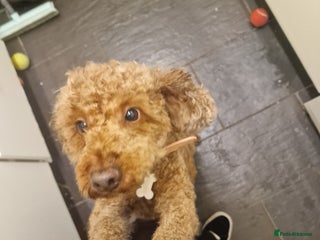 Cockapoo dogs Cocker poo - Advert 1