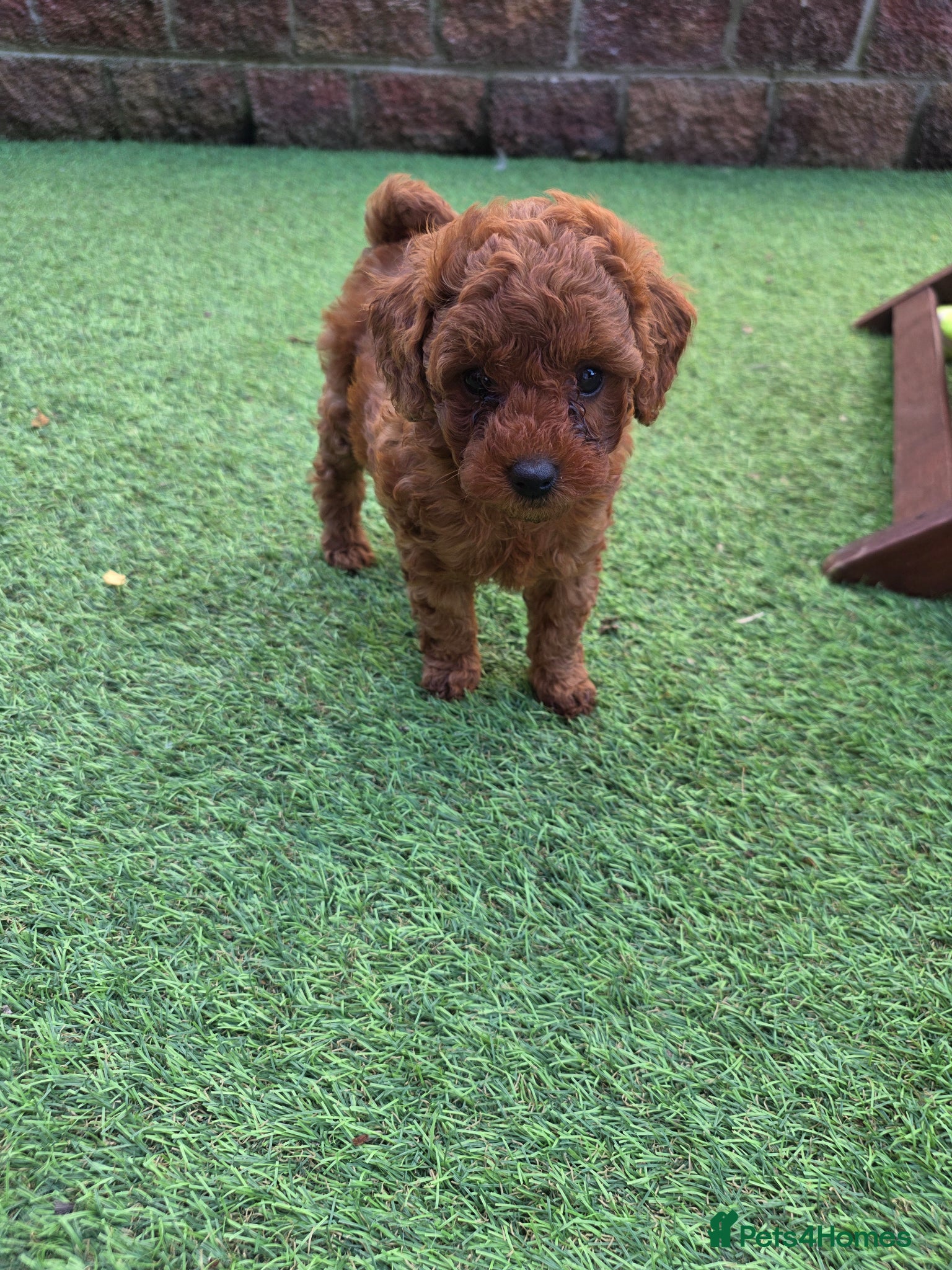 Poodle dogs for sale: Toy poodle - Advert 4