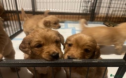 Golden Retriever dogs for sale: KC Registered - Golden Retriever Pups  - Image 8