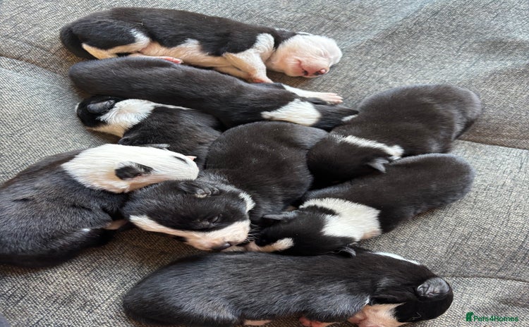 Border Collie dogs - Advert 3