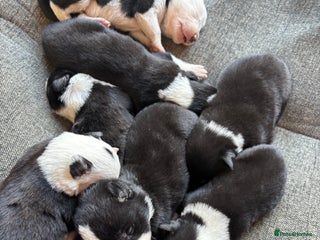 Border Collie dogs - Advert 10