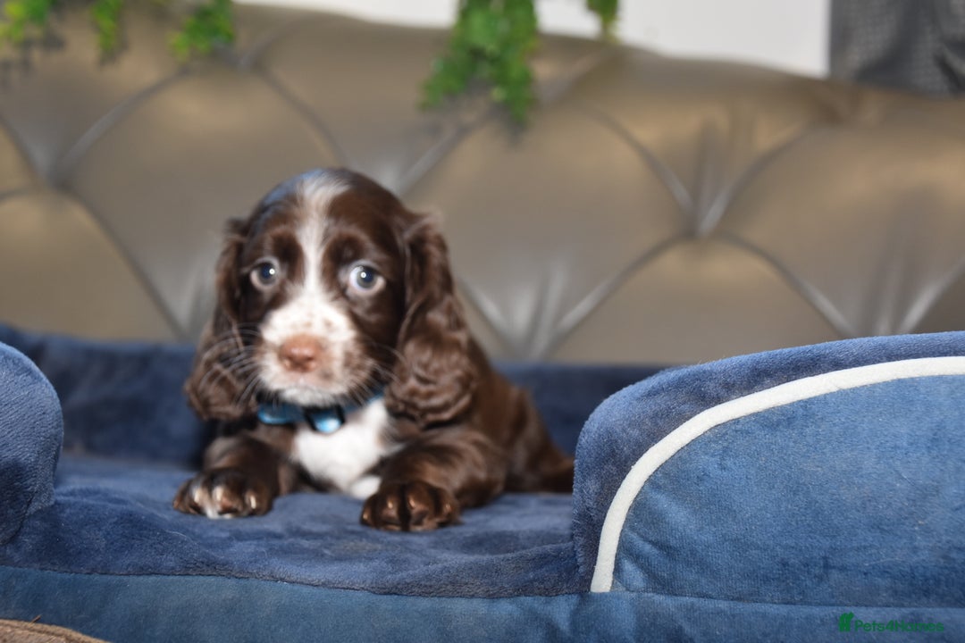 Cocker Spaniel dogs for sale: Kc Reg Health Tested Cocker Spaniel Puppies - Advert 37