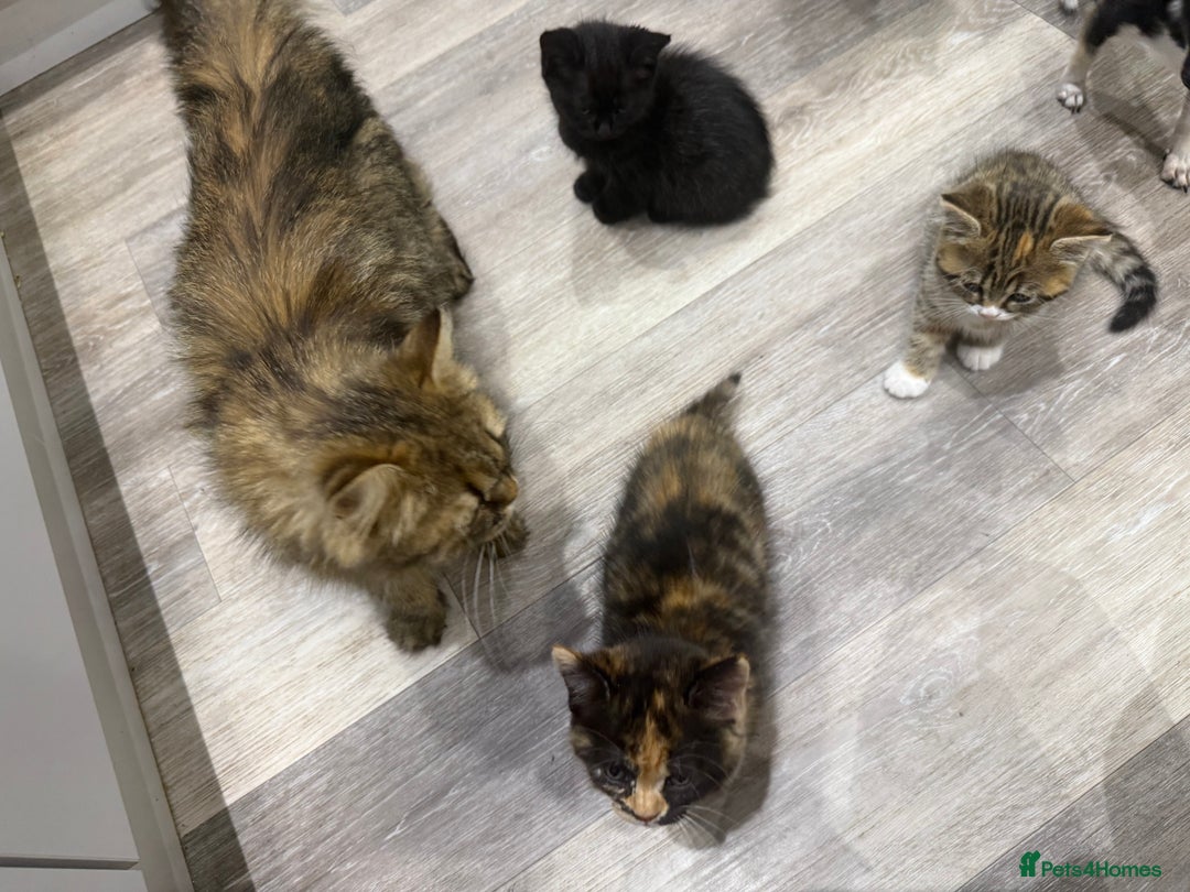 Persian cats for sale: Persian mix kittens for sale  - Image 6