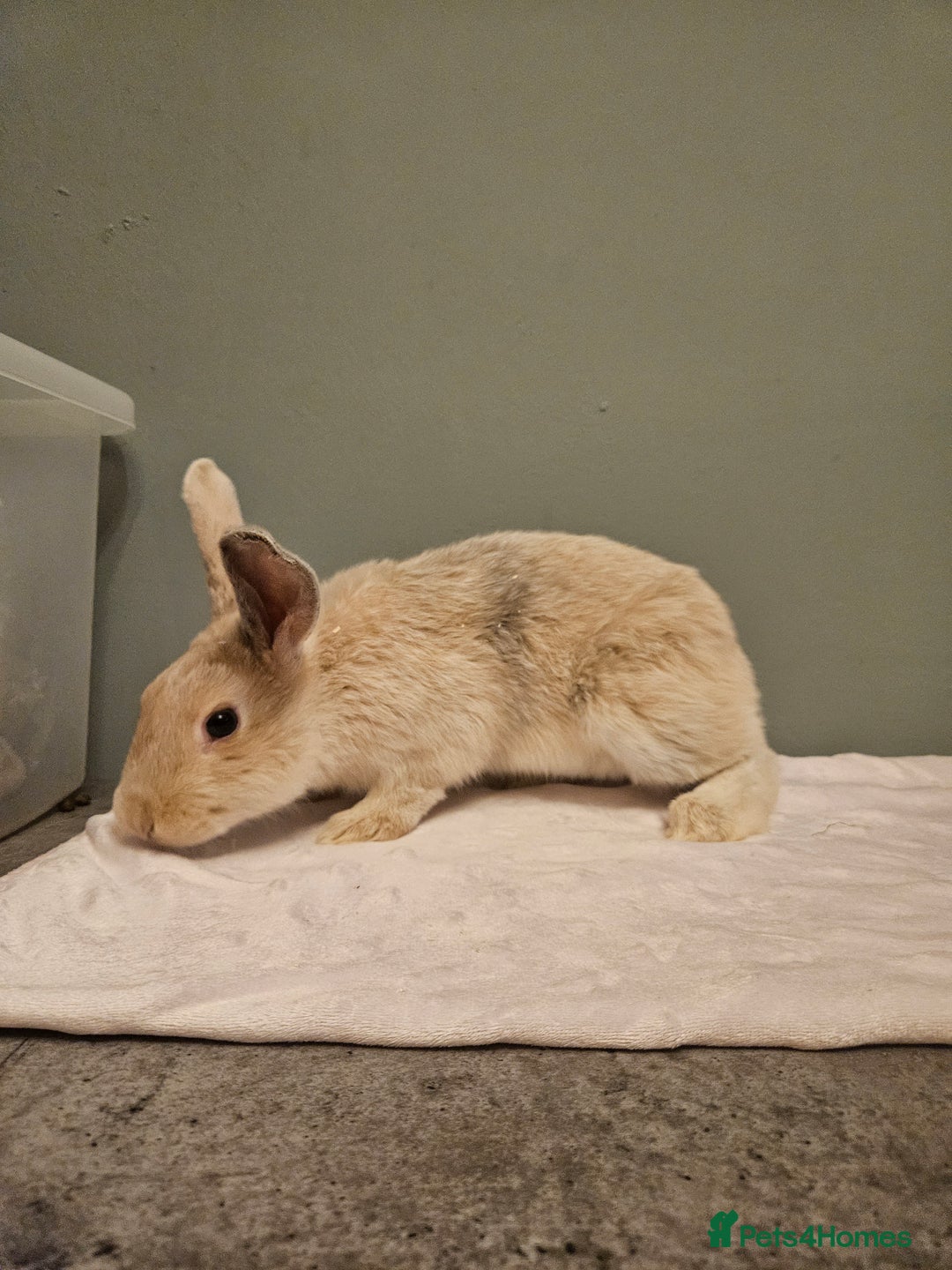 Mixed Breed rabbits for sale: Flemish Giant x buck ** last one left** - Advert 7