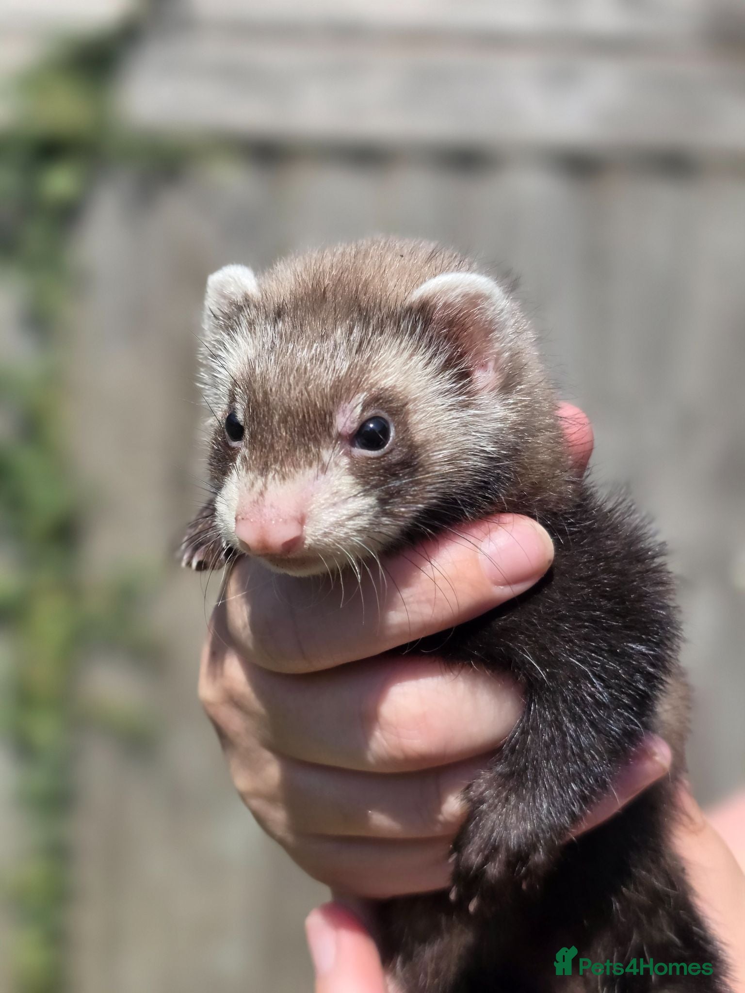 Ferret rodents Baby ferrets for sale ready to go now - Advert 9