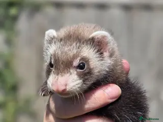 Ferret rodents Baby ferrets for sale ready to go now - Advert 9