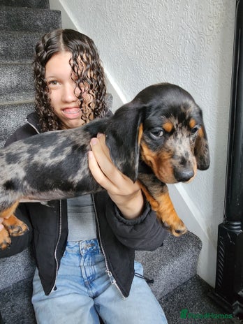Dachshund dogs for sale - Advert 2