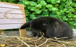 Mini Lop rabbits for sale: Gorgeous Pure Bred Mini Lops - Image 8