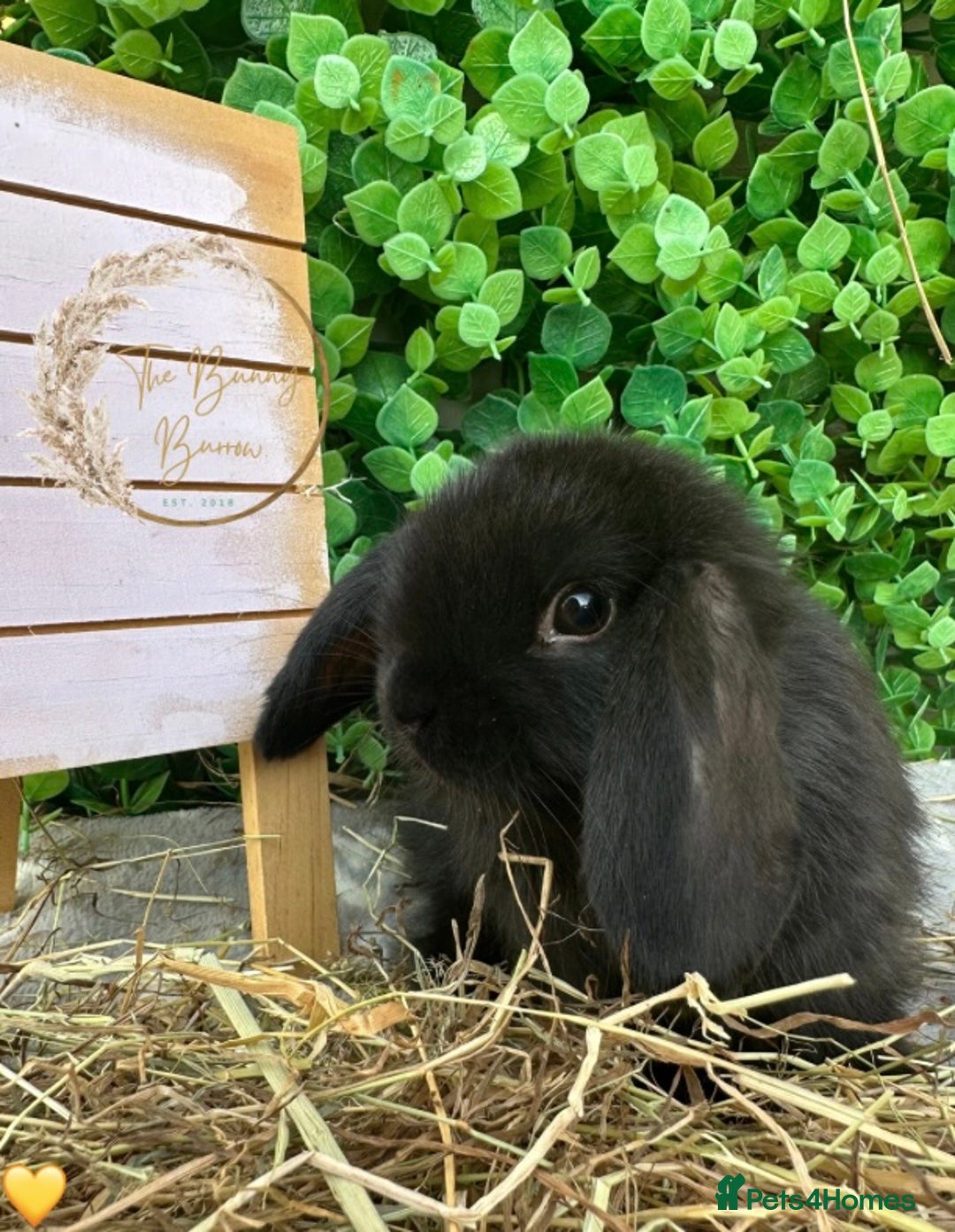 Mini Lop rabbits for sale: Gorgeous Pure Bred Mini Lops - Image 8