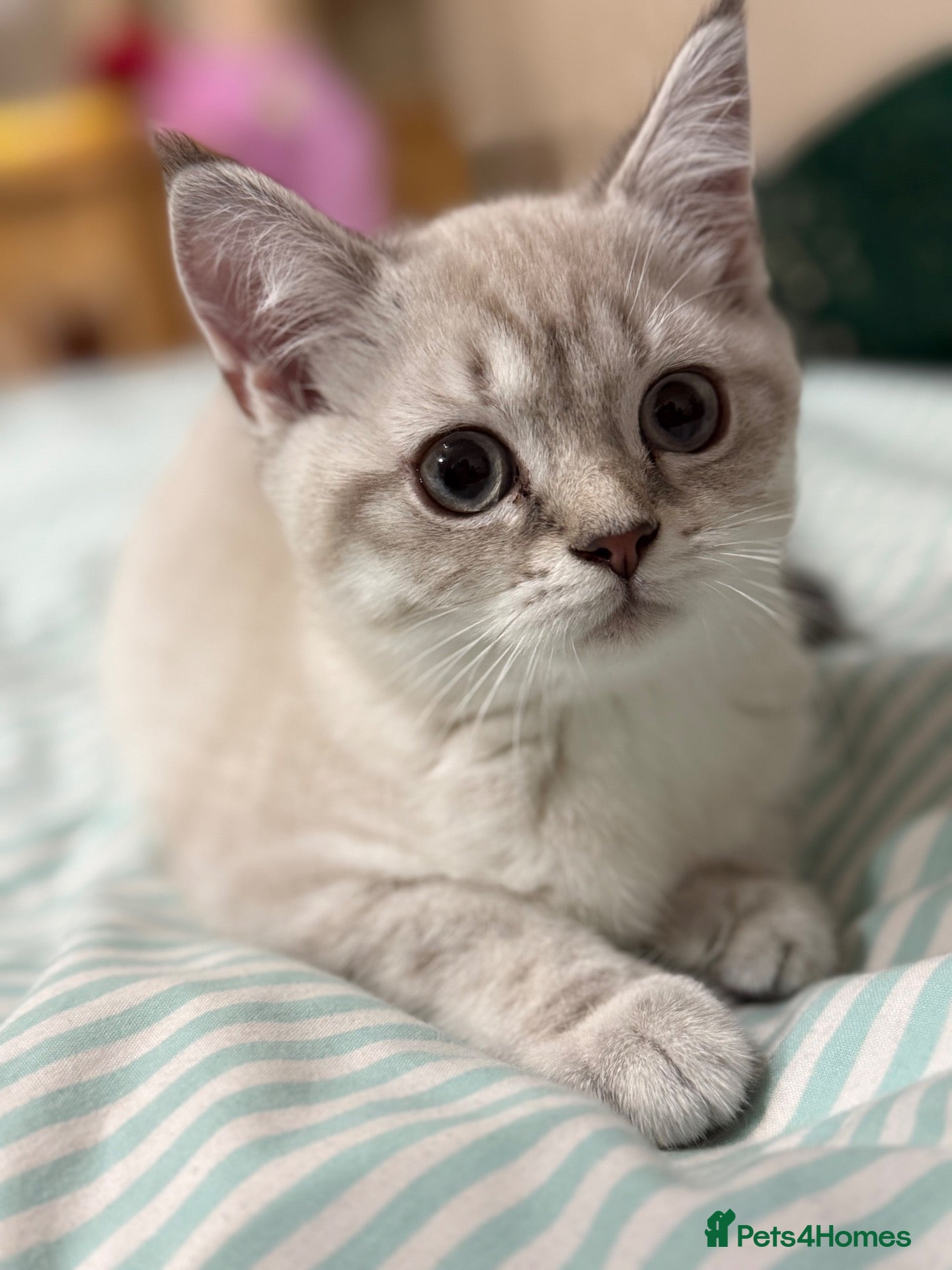Scottish Fold cats Beautiful Scottish Fold&Straight Kittens–Ready Now - Advert 2