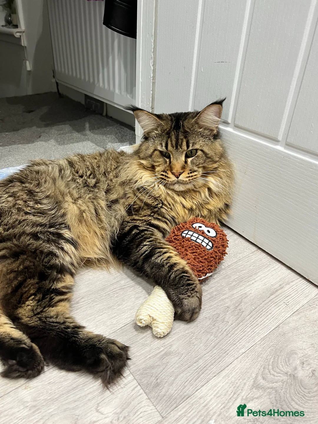 Maine Coon cats for stud: Main Coon STUD ONLY Classic Tabby in Glasgow - Advert 9