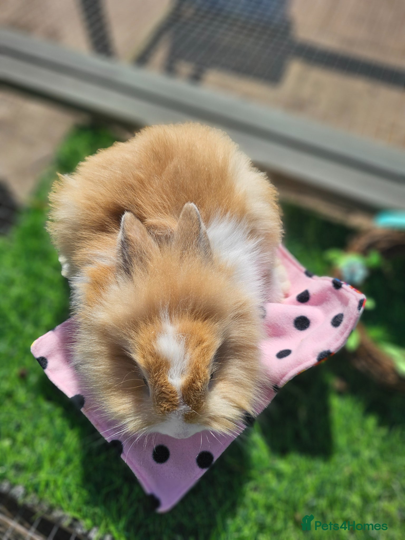 Angora rabbits Teddy lions , Angora x Lionhead - Advert 1