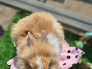 Angora rabbits for sale: Teddy lions , Angora x Lionhead - Advert 2