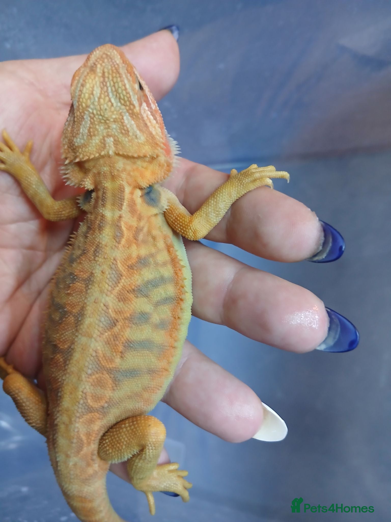 Bearded Dragon reptiles Baby bearded dragons  - Advert 1
