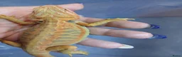 Bearded Dragon reptiles for sale: Baby bearded dragons  - Advert 1