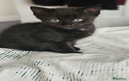 Domestic Shorthair cats for sale: Beautiful Family Friendly Tabby's - Image 3