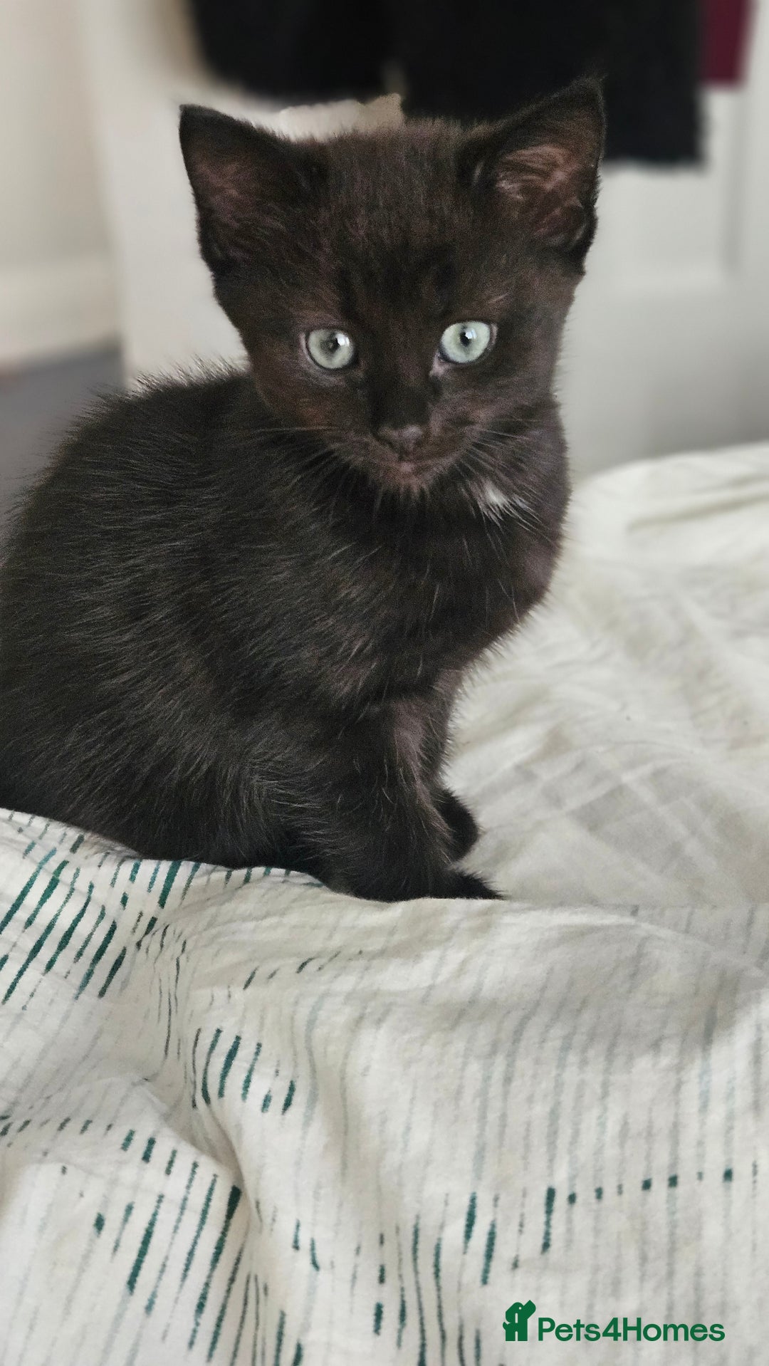 Domestic Shorthair cats for sale: Beautiful Family Friendly Tabby's - Image 3