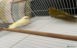 Parakeets birds for sale: Young female kakariki  - Advert 14