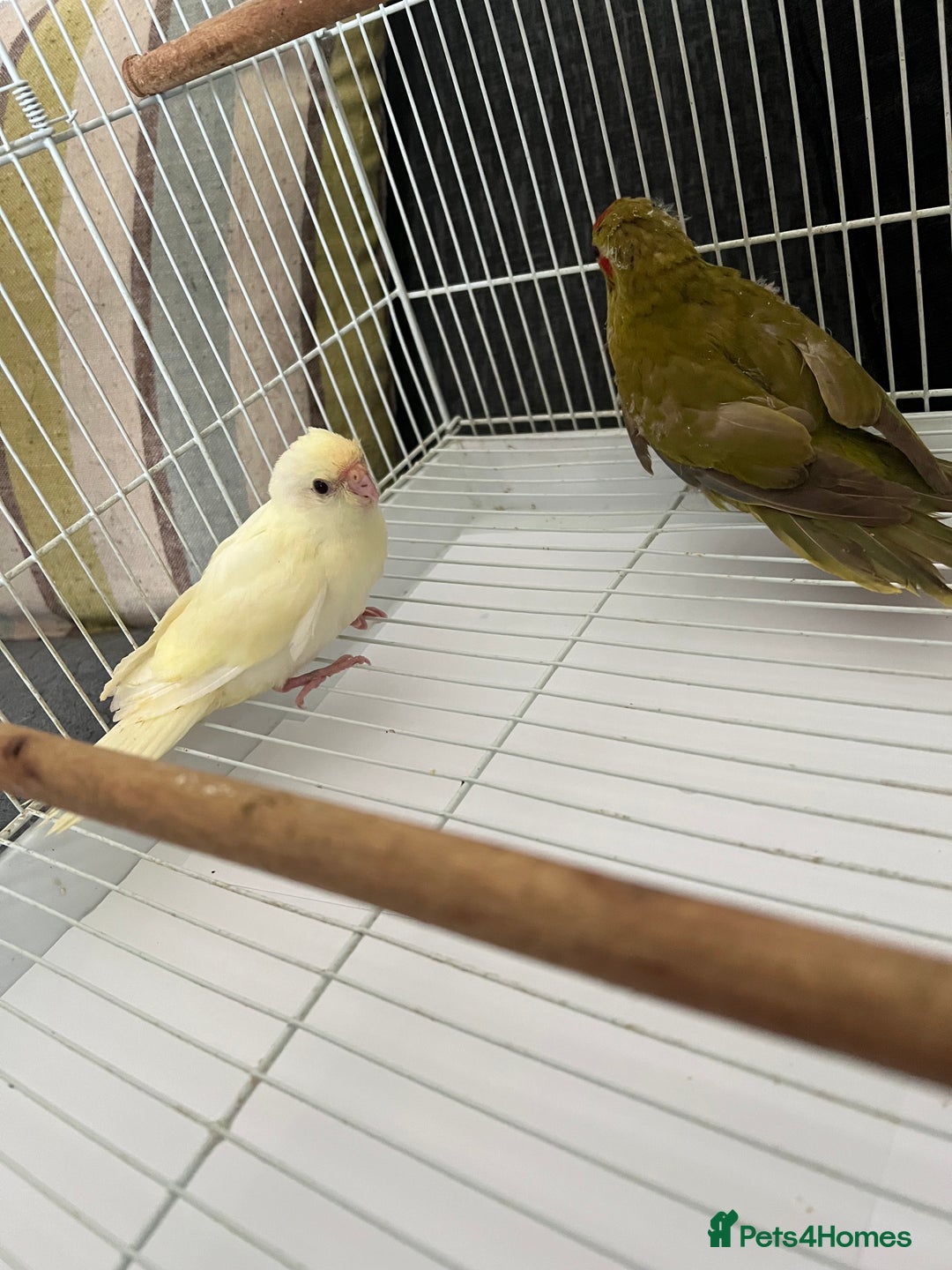 Parakeets birds for sale: Young female kakariki  - Advert 14