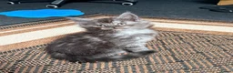 Maine Coon cats for sale: Gorgeous Maine Coon Kittens - Advert 10