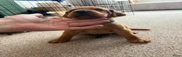 Labrador Retriever dogs for sale: Stunning Fox Red Working Labrador Retriever  in Bolton - Advert 6