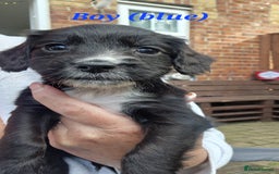 Sprocker dogs for sale: Sprocker Puppies  - Image 3