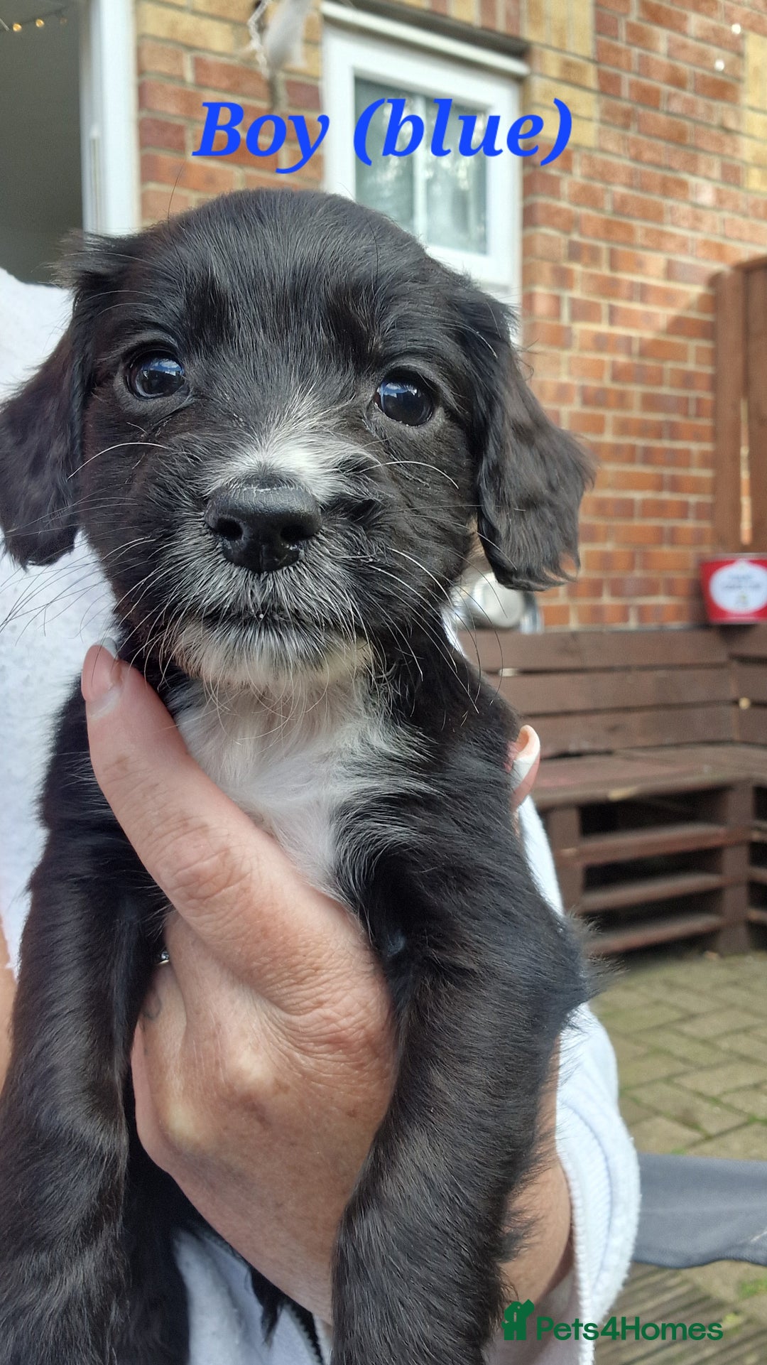 Sprocker dogs for sale: Sprocker Puppies  - Image 3