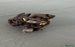 Miniature Schnauzer dogs for sale: 5* Licensed KC Toy Chocolate Schnauzers - Image 24